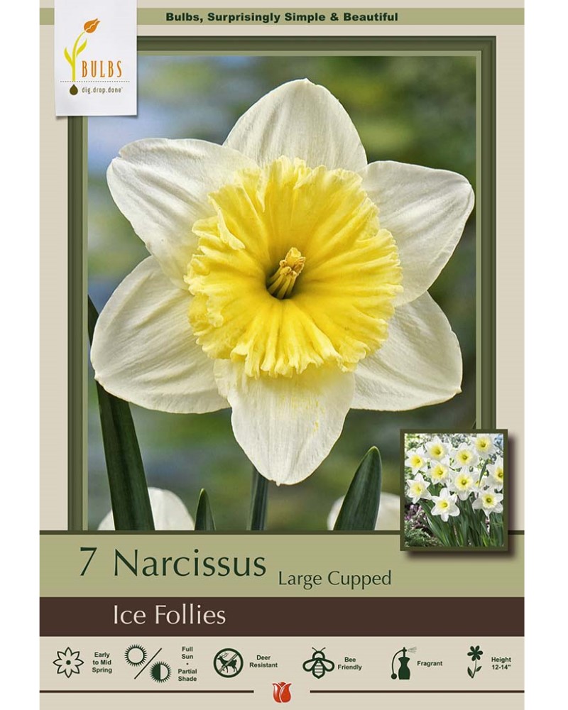 Narcissus Ice Follies