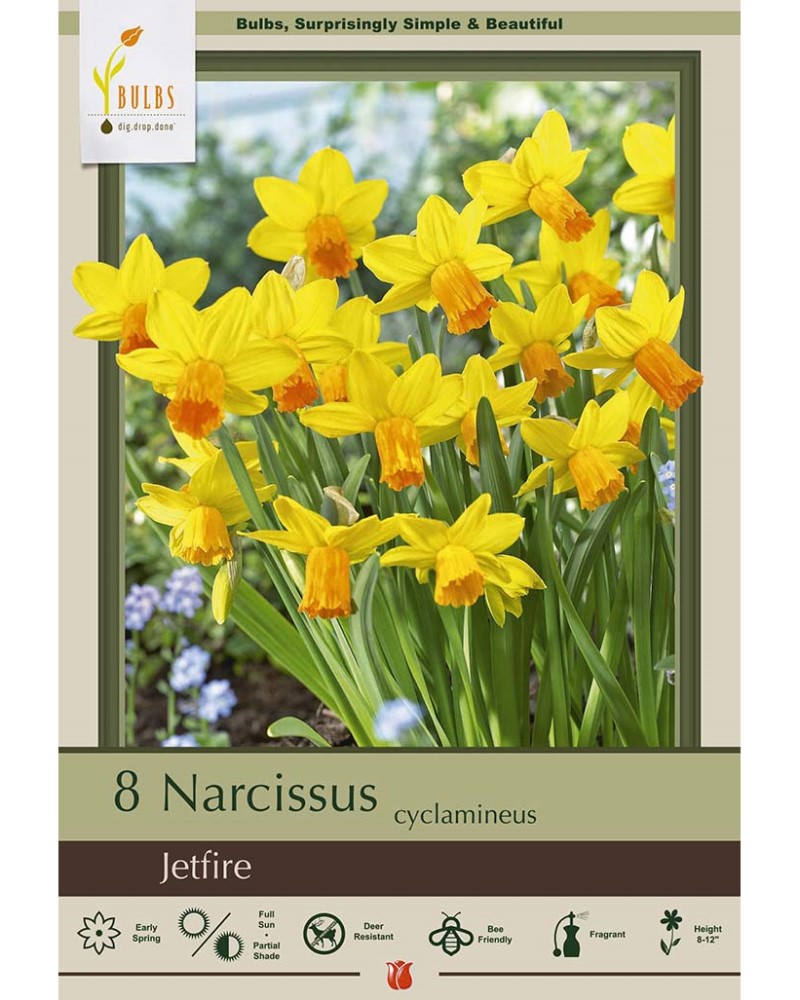 Narcissus Jetfire