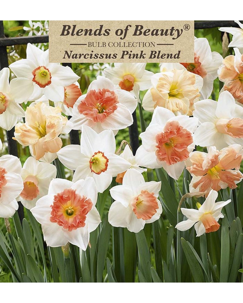 Narcissus Pink Blend