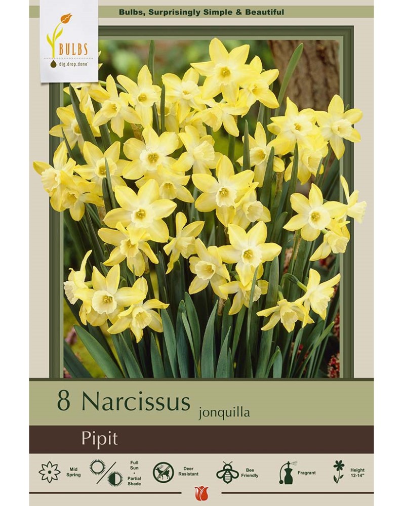 Narcissus Pipit