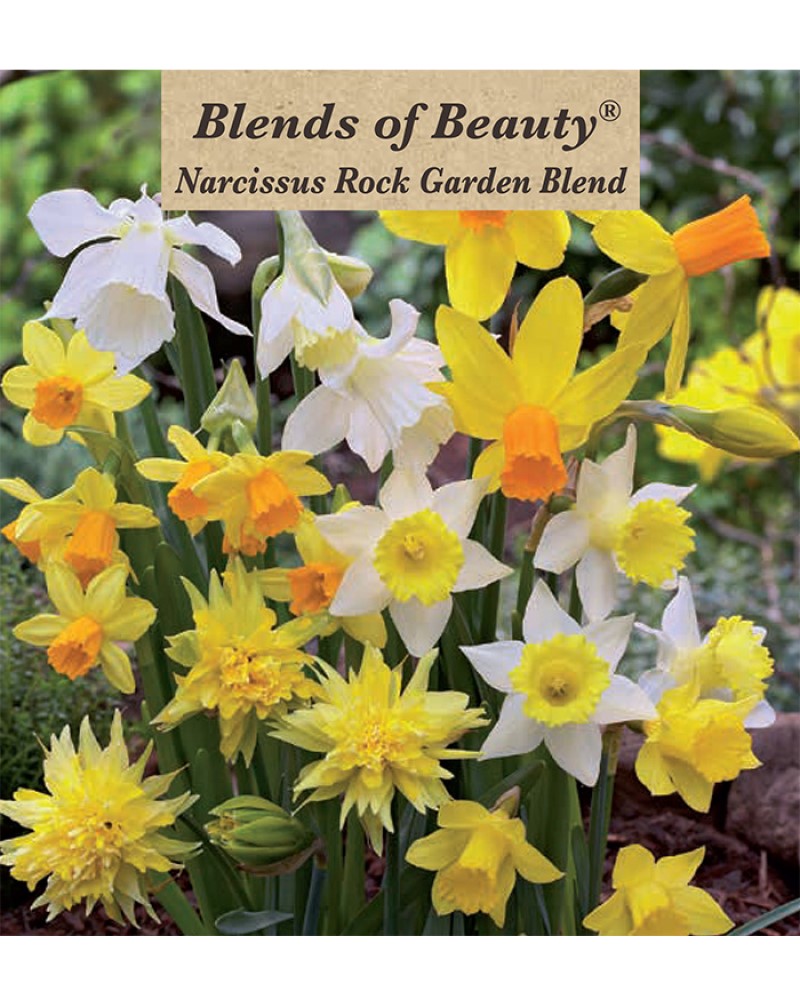 Narcissus Rock Garden Blend