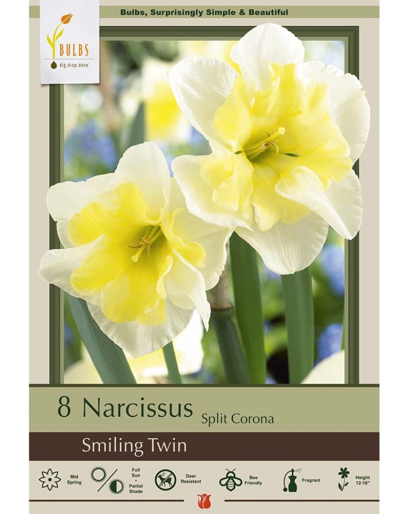 Narcissus Smiling Twin