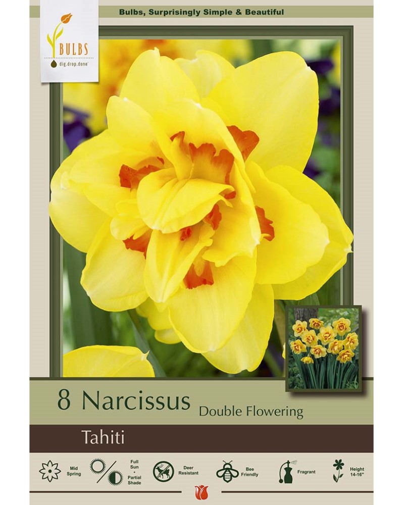 Narcissus Tahiti