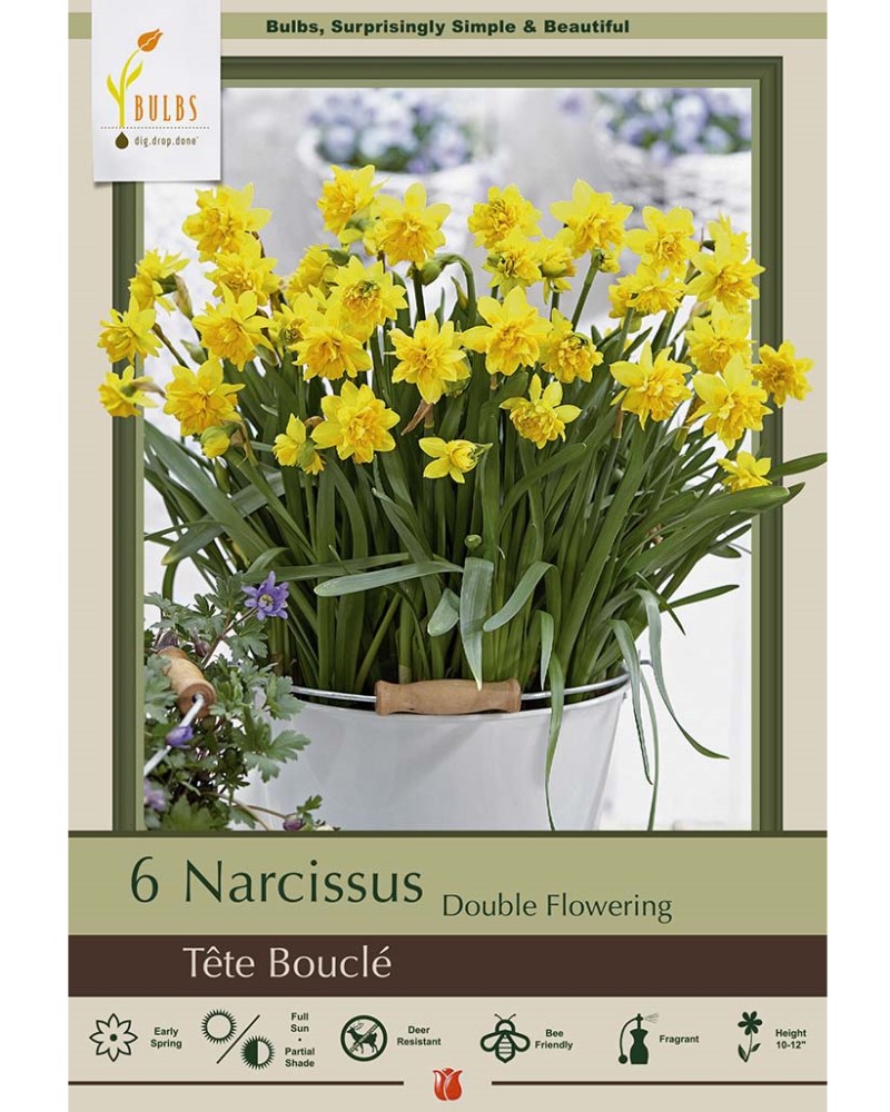 Narcissus Tete Boucle