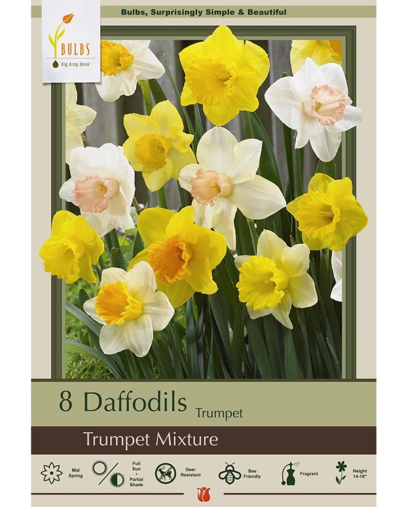 Narcissus Trumpet Mix