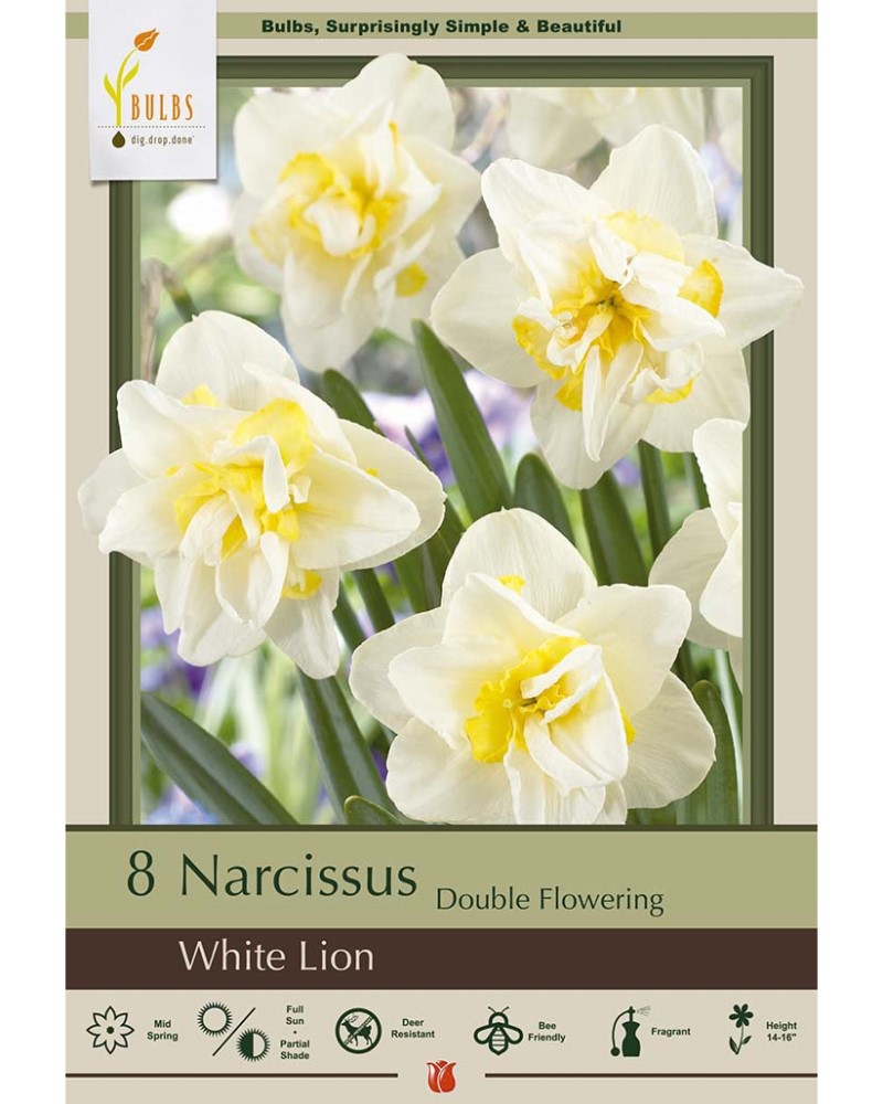 Narcissus White Lion