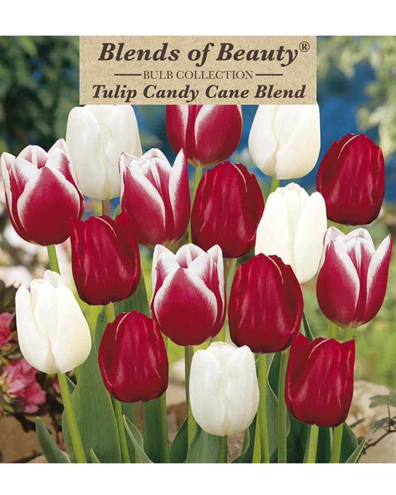 Tulip Candy Cane Blend