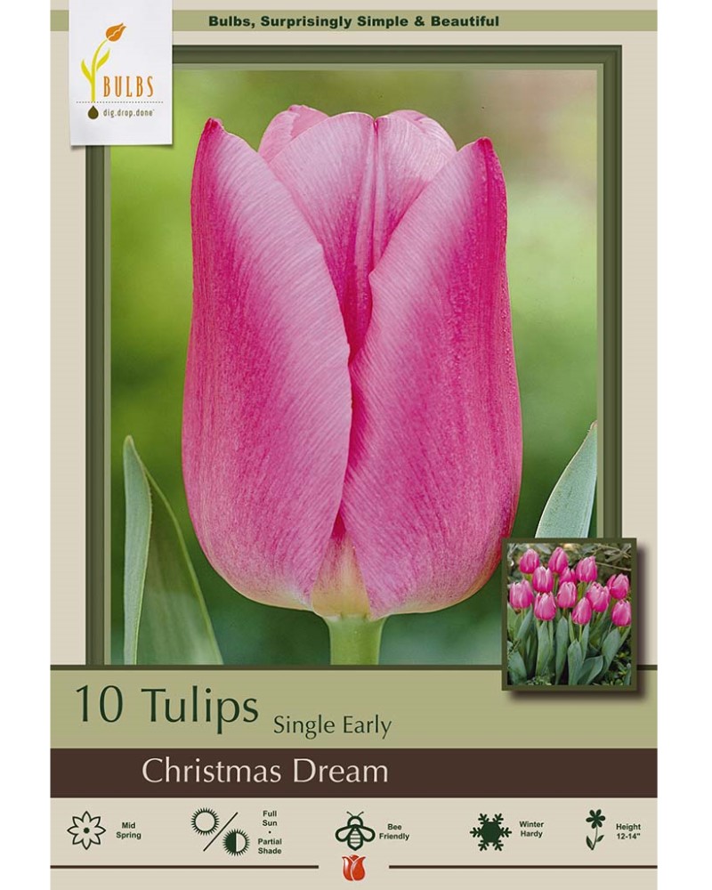 Tulip Christmas Dream