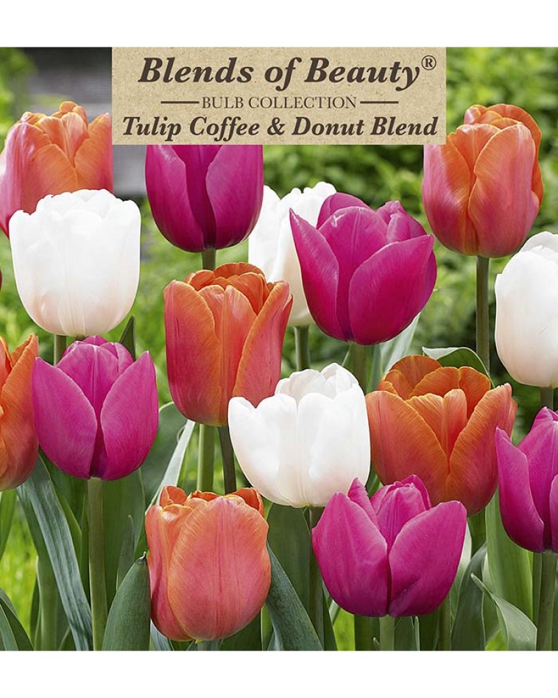 Tulip Coffee and Donut Blend
