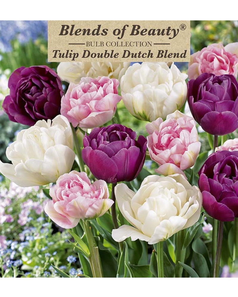 Tulip Double Dutch Blend