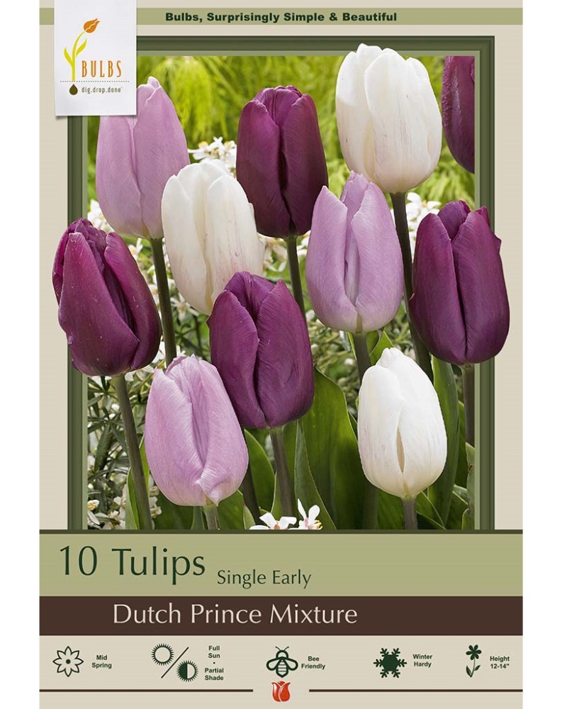 Tulip Dutch Prince Mix
