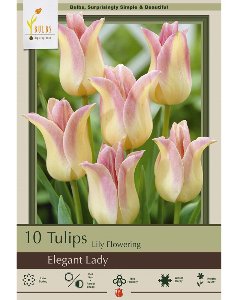 Tulip Elegant Lady