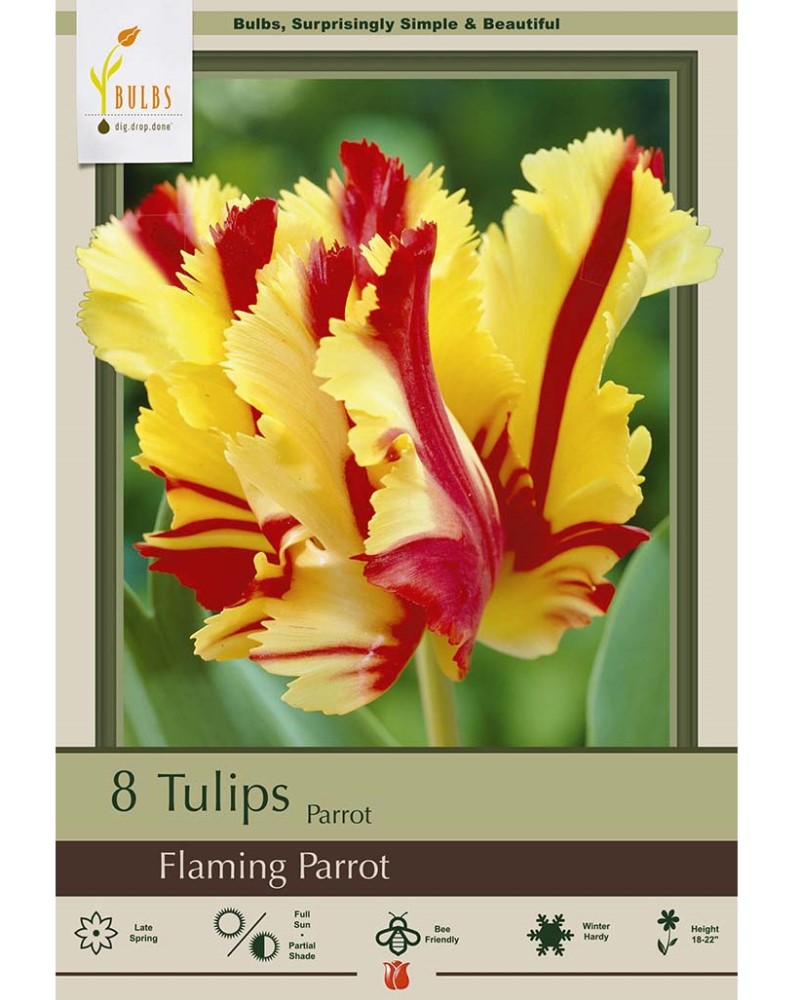 Tulip Flaming Parrot