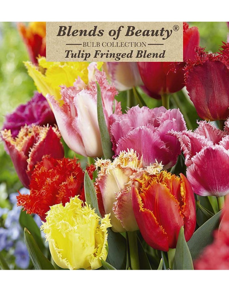 Tulip Fringed Blend