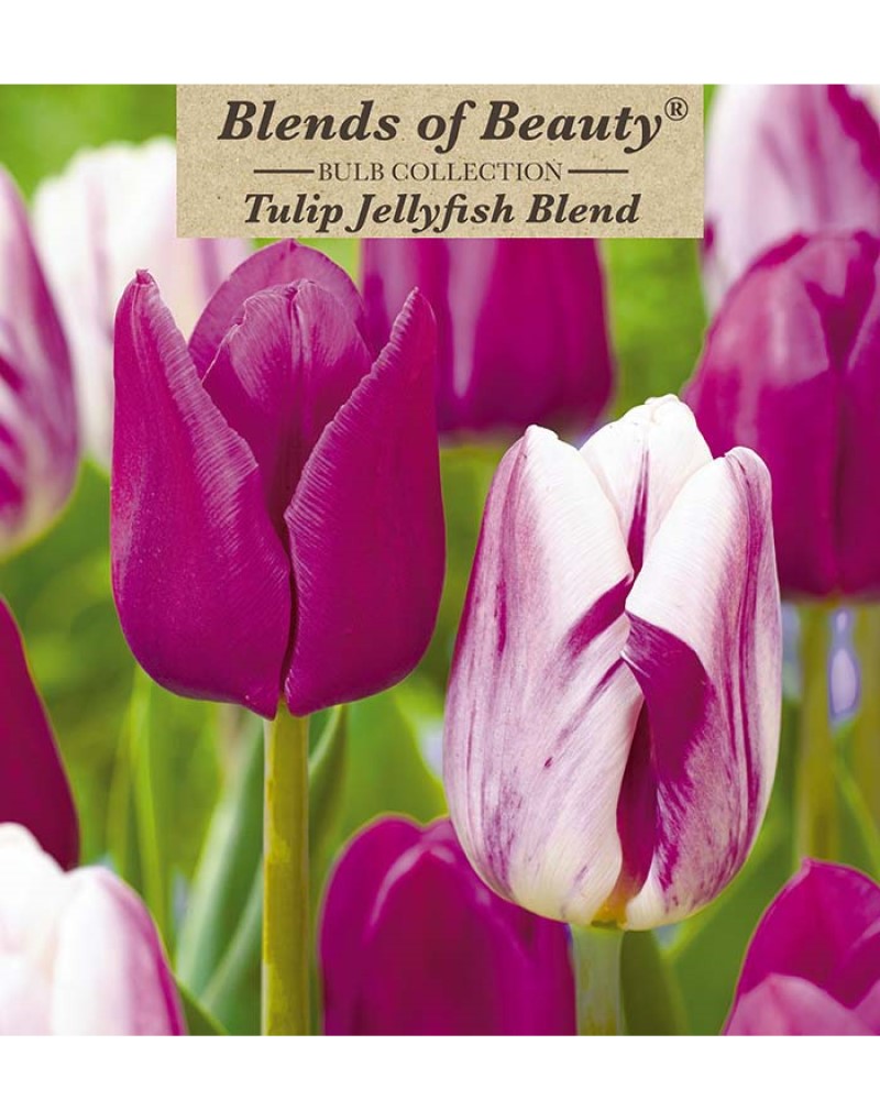 Tulip Jellyfish Blend