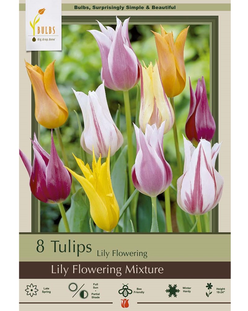 Tulip Lily Flowering Mix