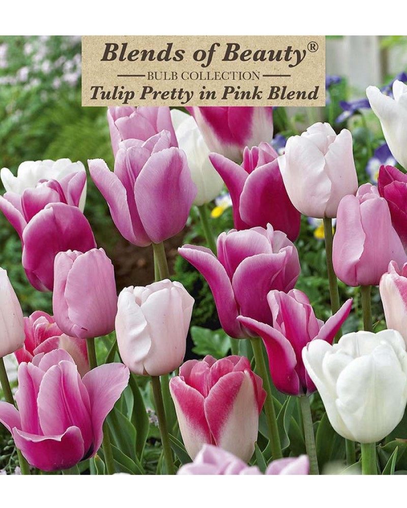 Tulip Pretty in Pink Blend