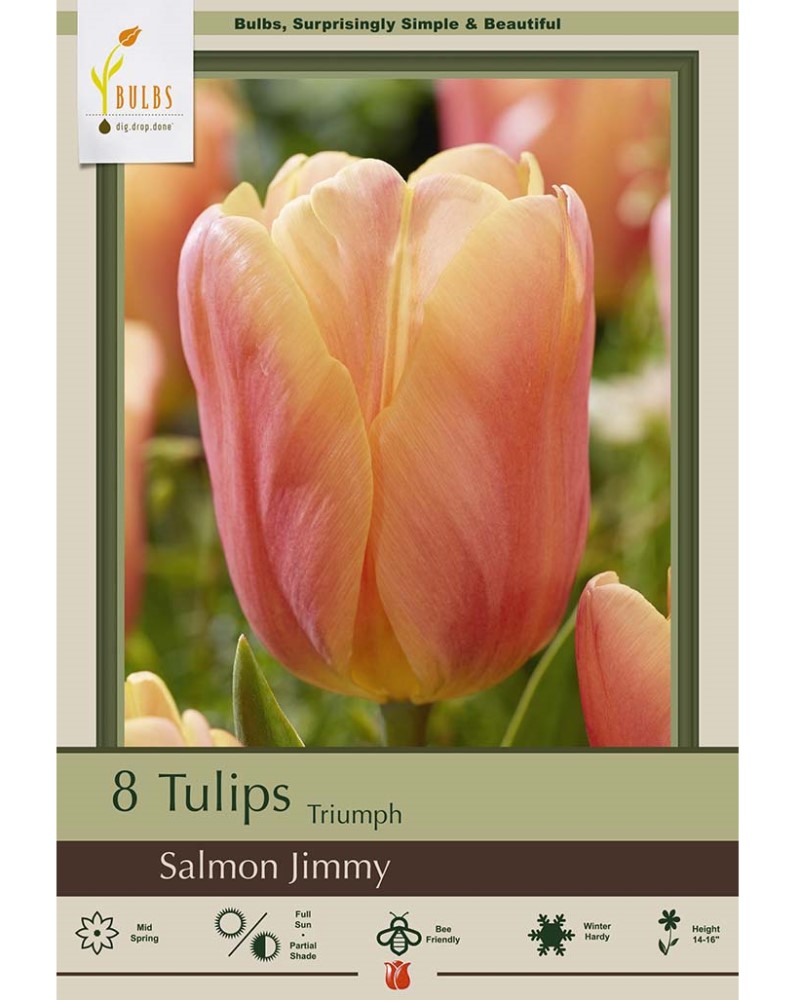 Tulip Salmon Jimmy