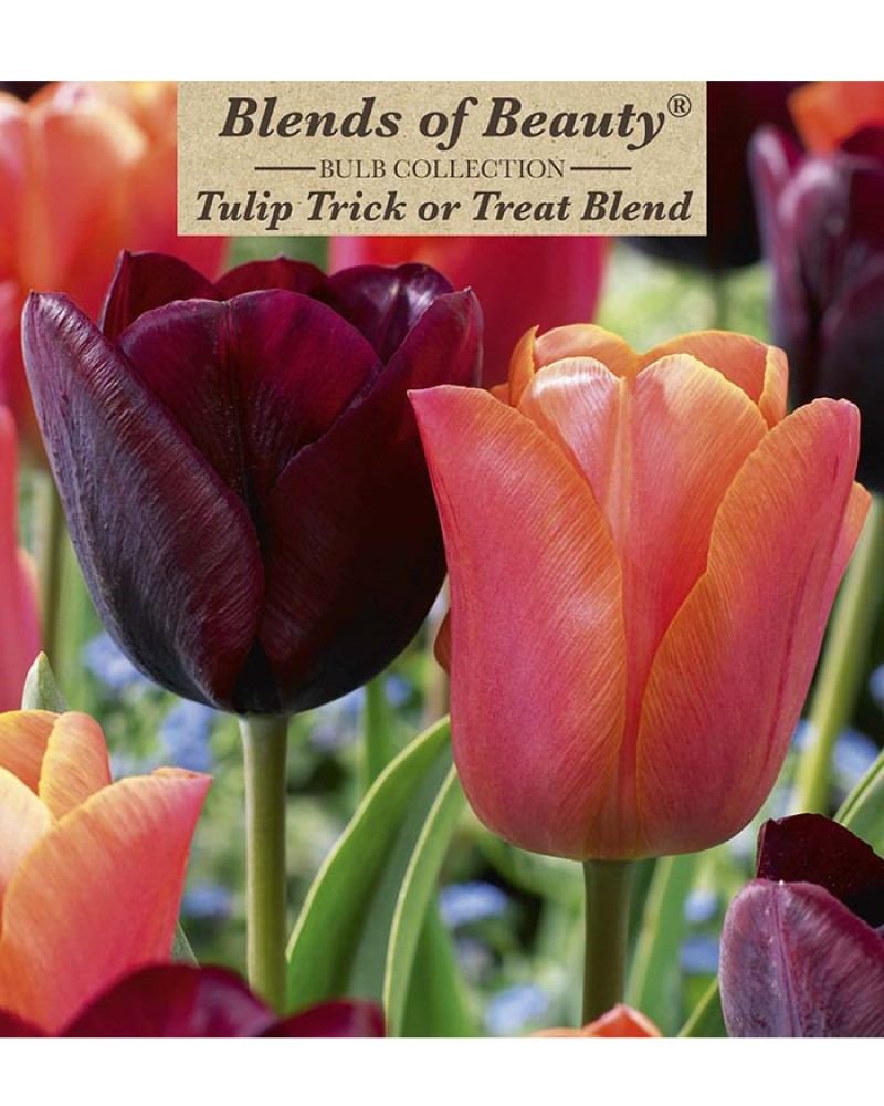 Tulip Trick or Treat Blend