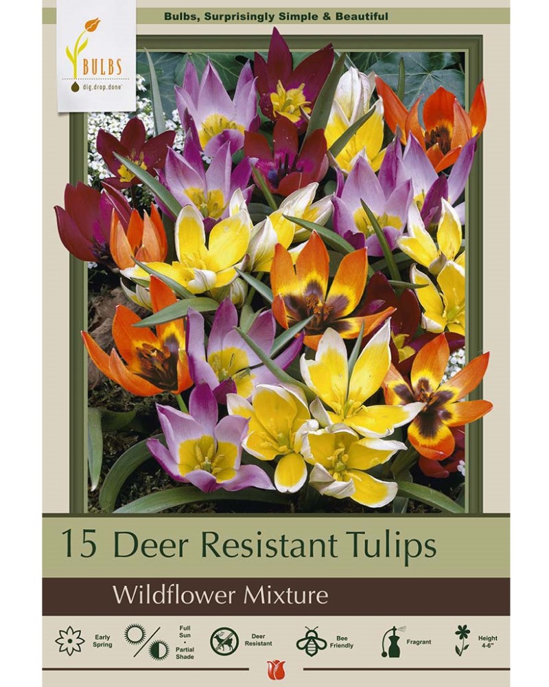 Tulip Wildflower Mix