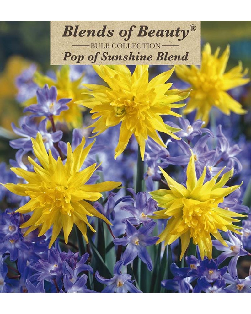 Pop of Sunshine Blend