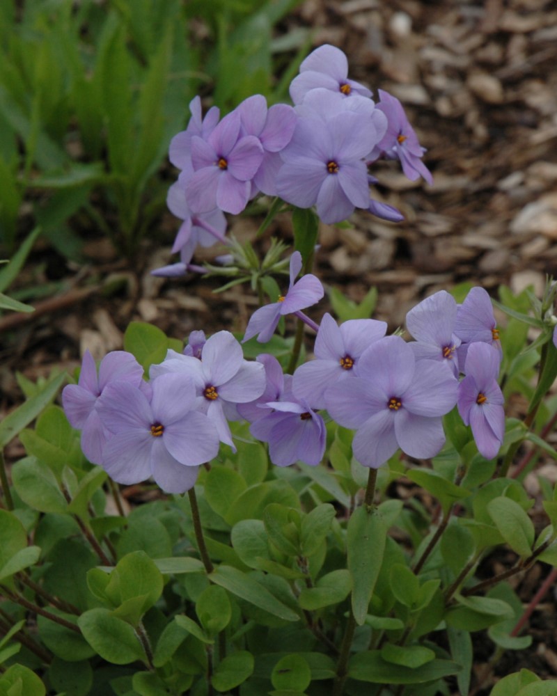 Blue Ridge Woodland Phlox #1<br><i>Phlox stolonifera 'Blue Ridge'</br></i>