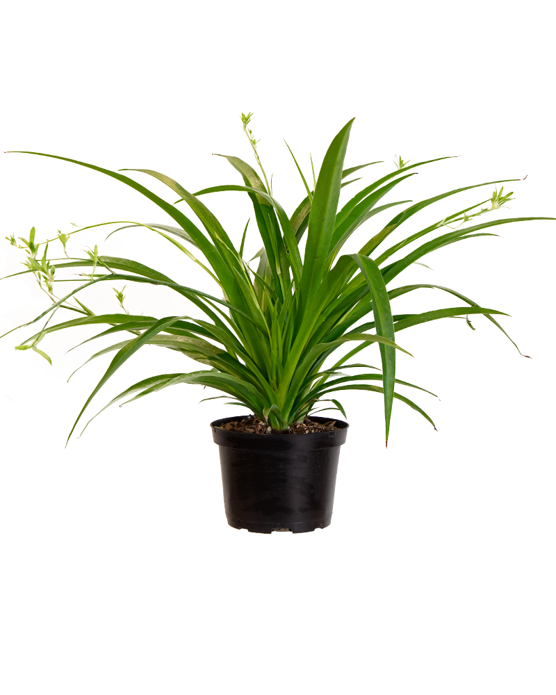 Spiderplant Assorted Upright 6"