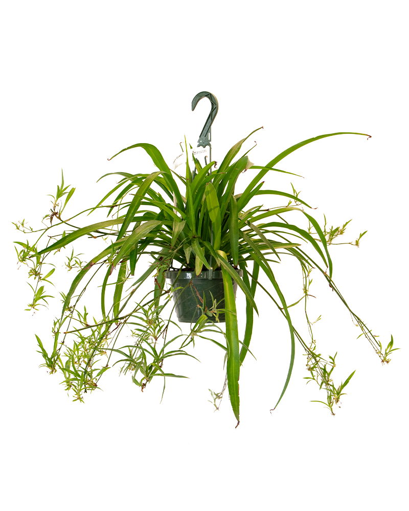 Spiderplant Green Hanging Basket 6"