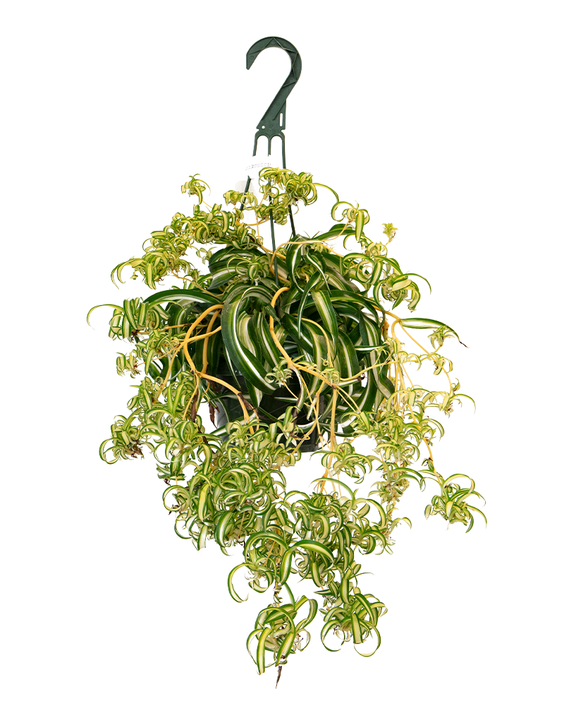 Spiderplant Curly Hanging Basket 6"