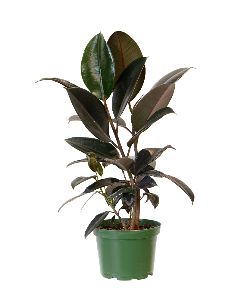 Ficus Burgundy 6"