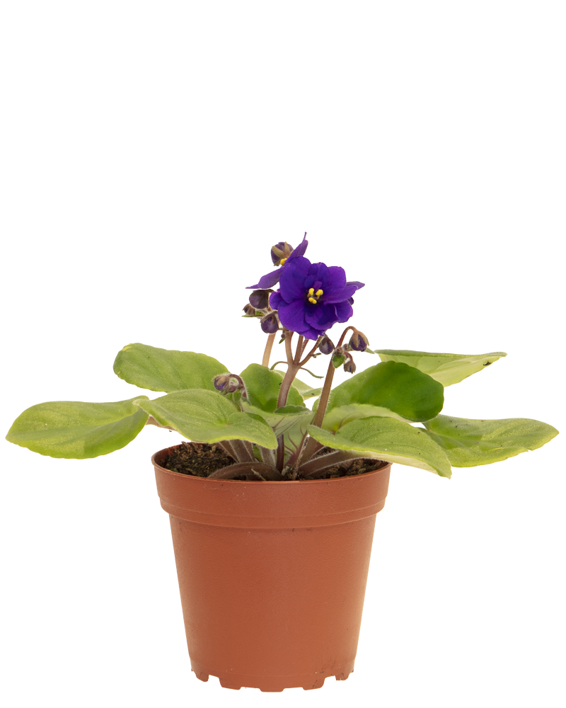 African Violet 4"