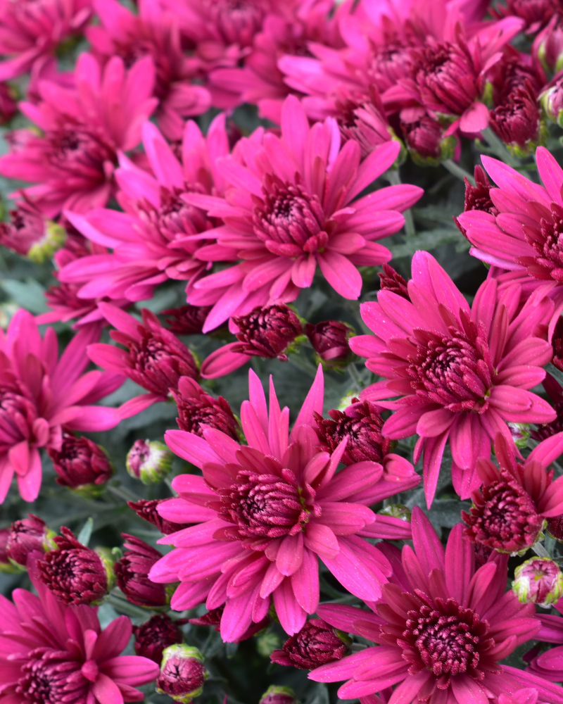 Poppin Purple Chrysanthemum 8"<br><i>Chrysanthemum 'Poppin Purple'</br></i>