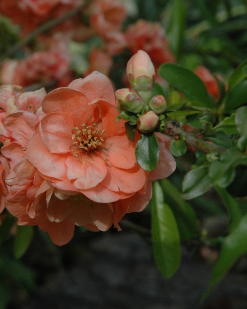 Cameo Flowering Quince #5<br><i>Chaenomeles speciosa 'Cameo'</br></i>