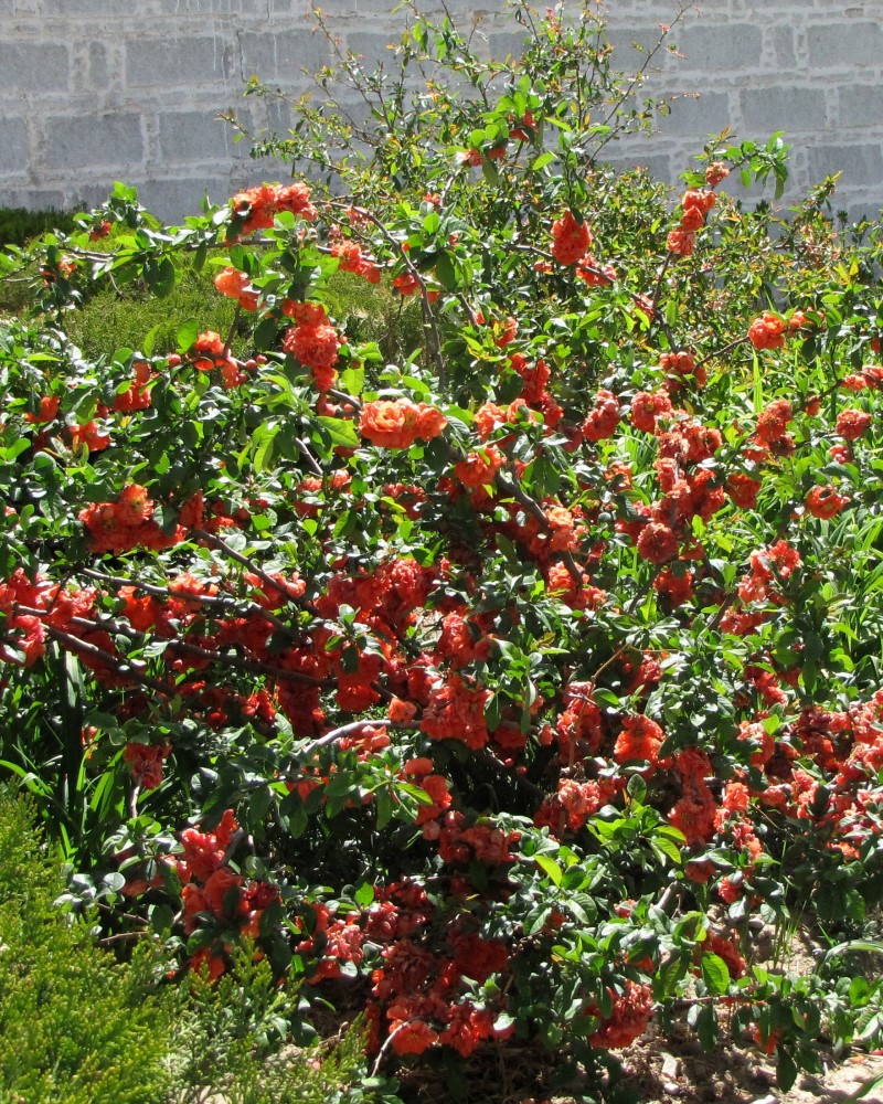 Cameo Flowering Quince #5<br><i>Chaenomeles speciosa \'Cameo\'</br></i>