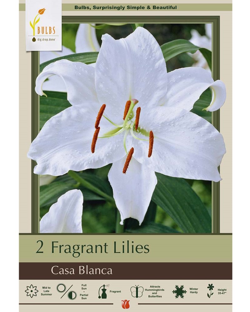 Lilium Casa Blanca