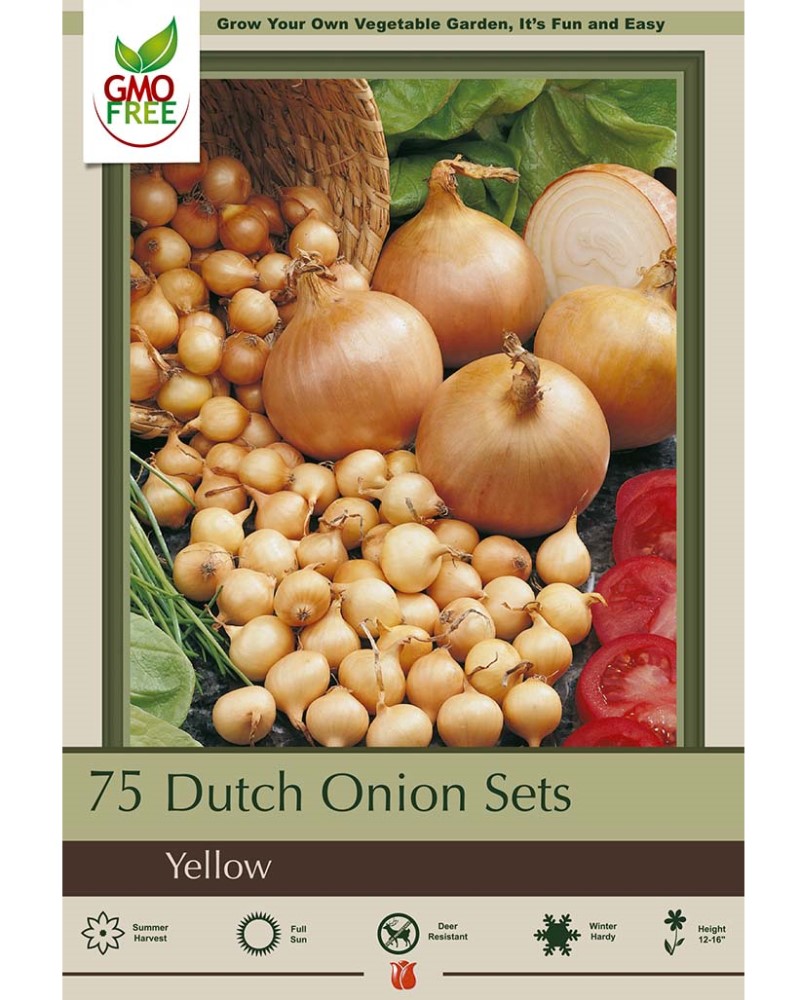 Dutch Onions Yellow