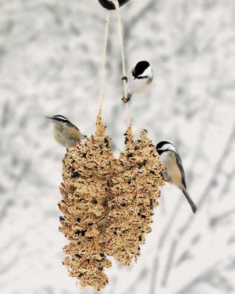 Seed Pinecone Pair