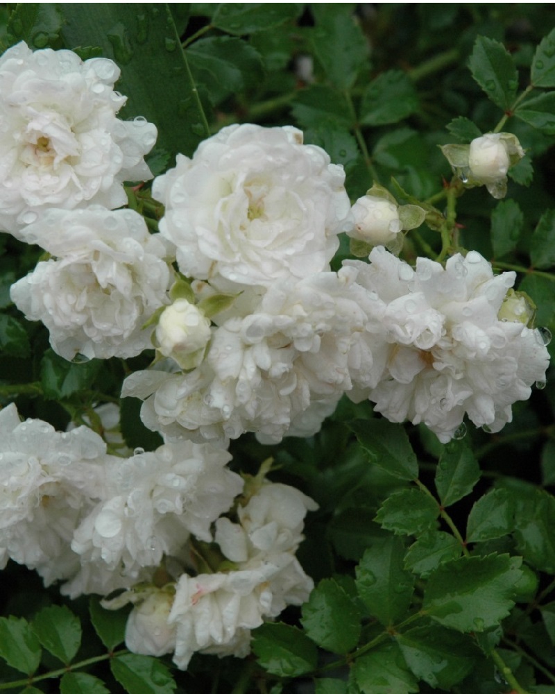 White Drift&reg; Rose #2<br><i>Rosa Meizorland</br></i>