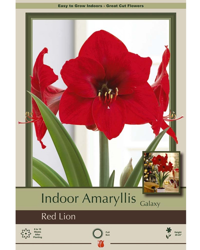 Amaryllis Red Lion