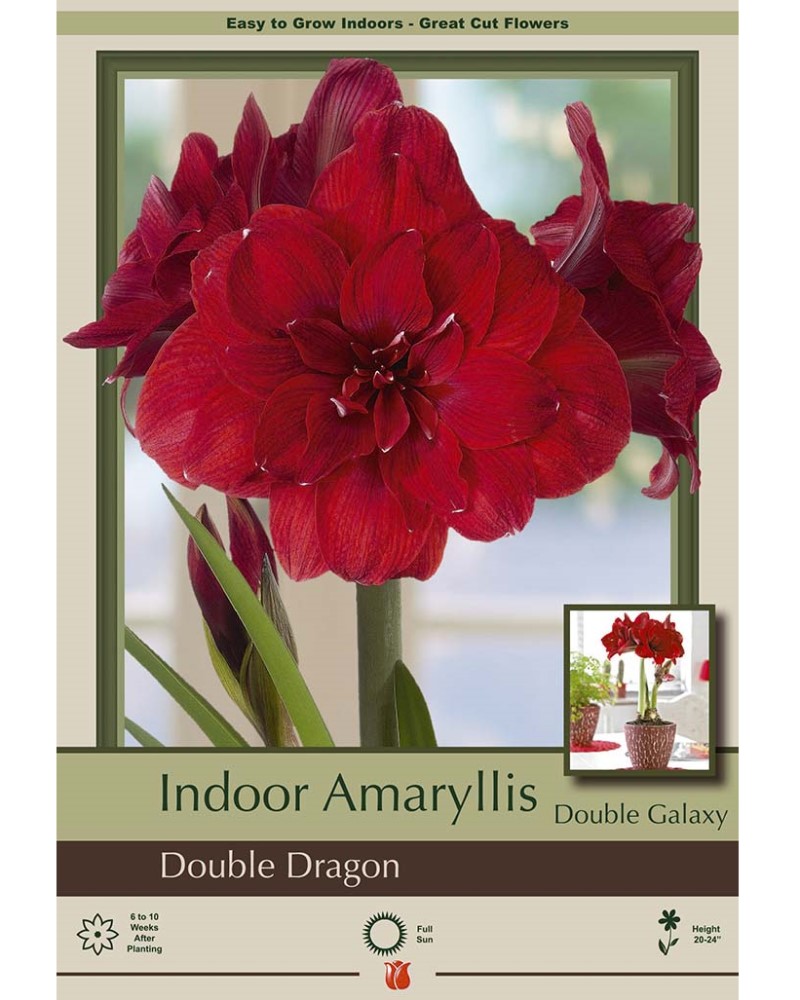 Amaryllis Double Dragon