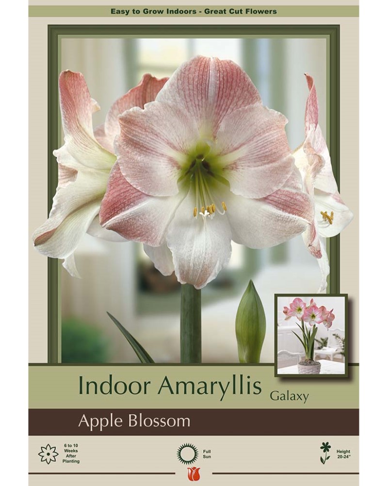 Amaryllis Apple Blossom