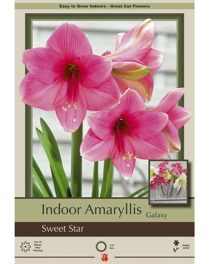 Amaryllis Sweet Star