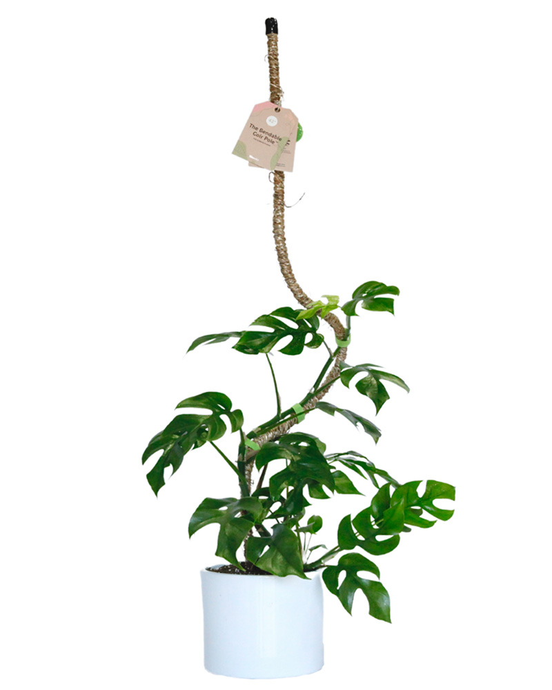 Mossify 42" Bendable Coir Pole