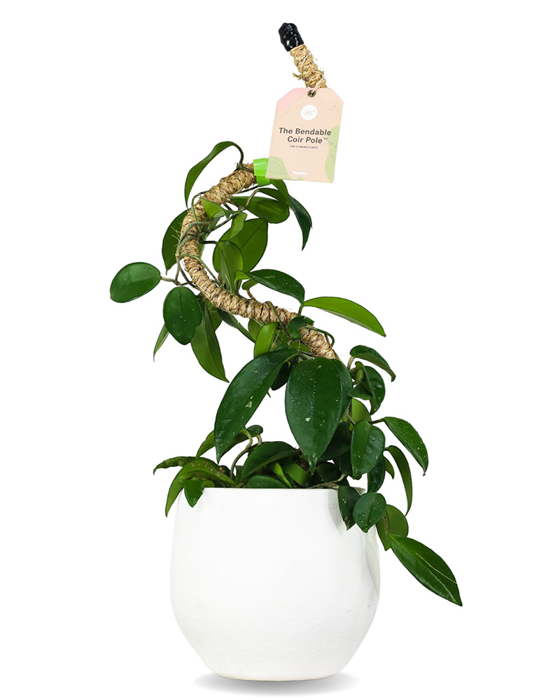 Mossify 30\" Bendable Coir Pole