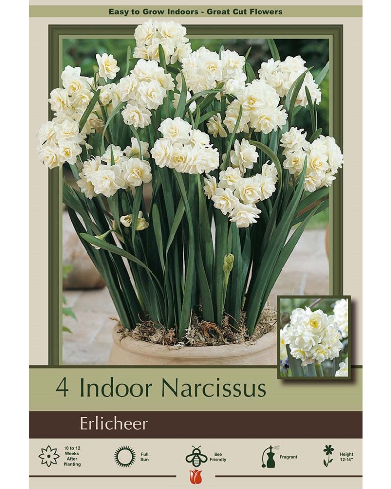 Narcissus Paperwhite Erlicheer
