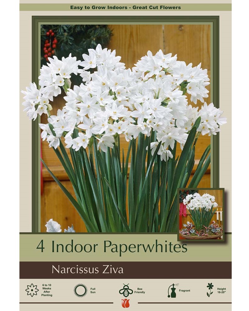 Narcissus Paperwhite Ziva