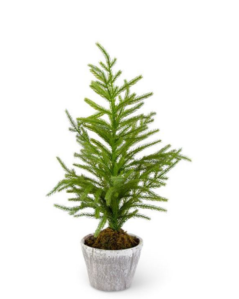 Norfolk Pine in Pot 20"