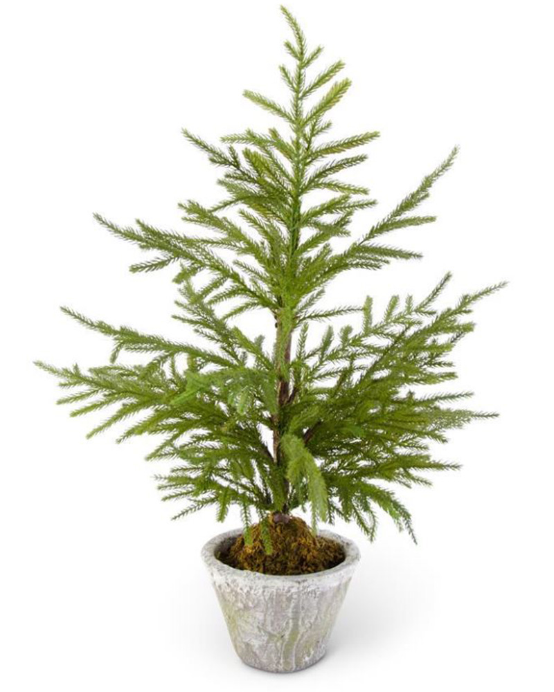 Norfolk Pine in Pot 30"