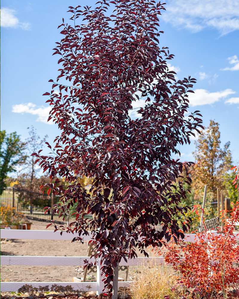 Canada Red Chokecherry #15<br><i>Prunus virginiana Canada Red</br></i>