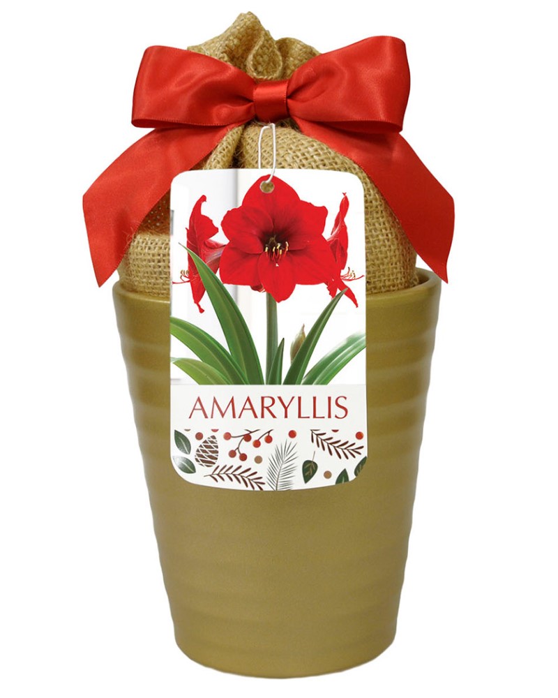 Amaryllis Red Lion in Gold Pot